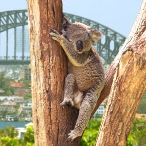 Wildlife Wonder: Exploring Australia’s Unique Fauna