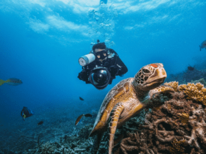 The Great Barrier Reef: The World's Largest Ecosystem