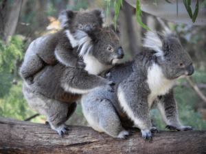 Top Destinations to Spot Koalas in the Wild: Where to Find Australia’s Iconic Marsupials