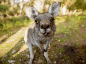 Australia’s Extraordinary Ecosystems: A World Apart in Biodiversity