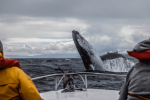 Whale Watching in Australia: Your Ultimate Guide to an Unforgettable Marine Adventure