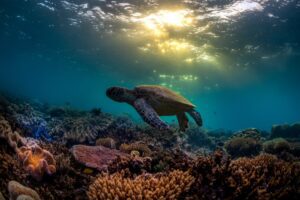 Interesting Facts About Australia That Will Surprise You